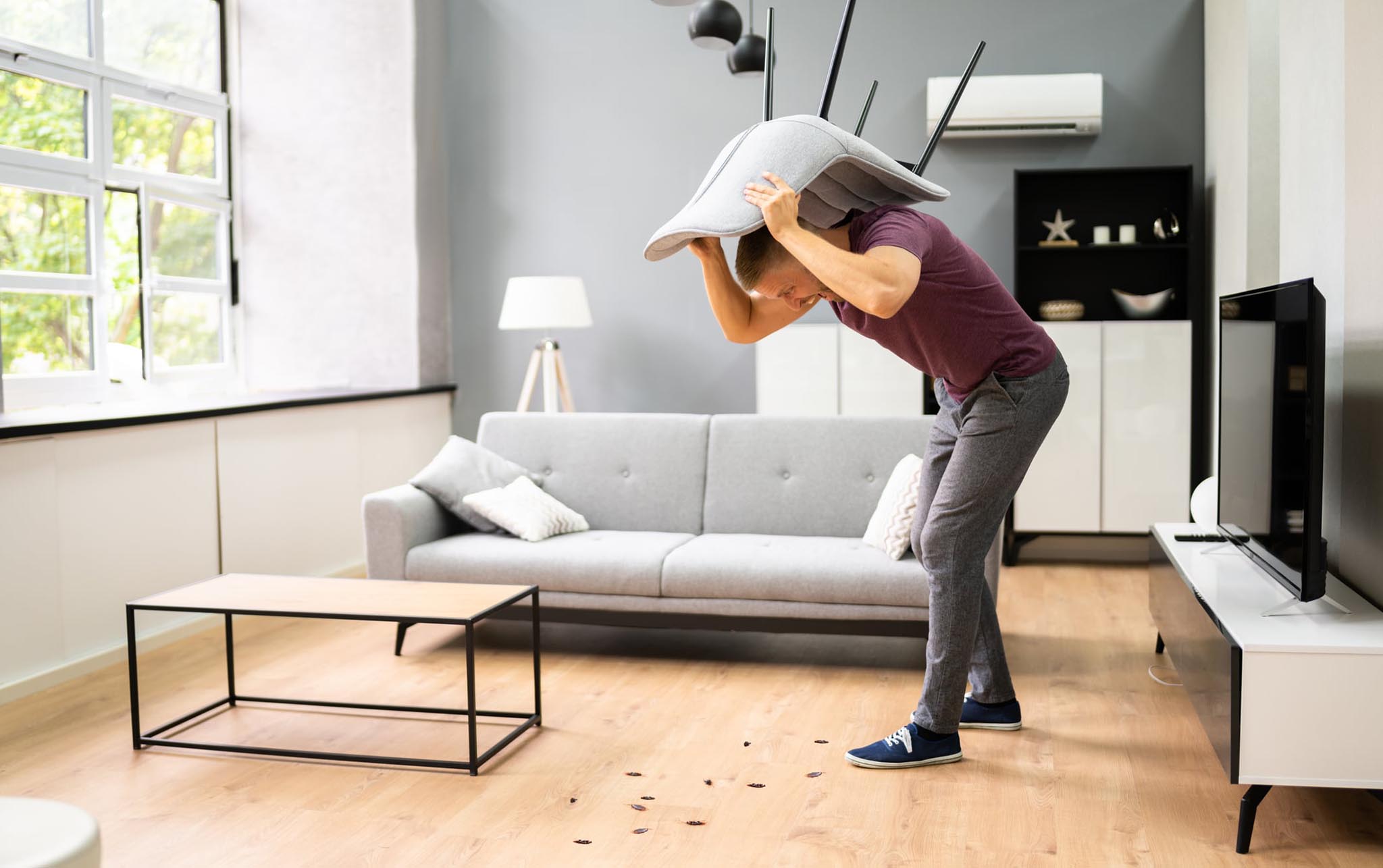 بست دريم لمكافحة الحشرات والقوارض فى الامارات